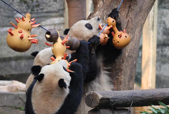 重慶動物園大熊貓享用“元宵大餐”