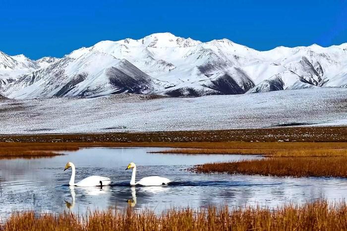 祁連山腹地水鳥(niǎo)云集 藍(lán)天雪山盡顯和諧純凈