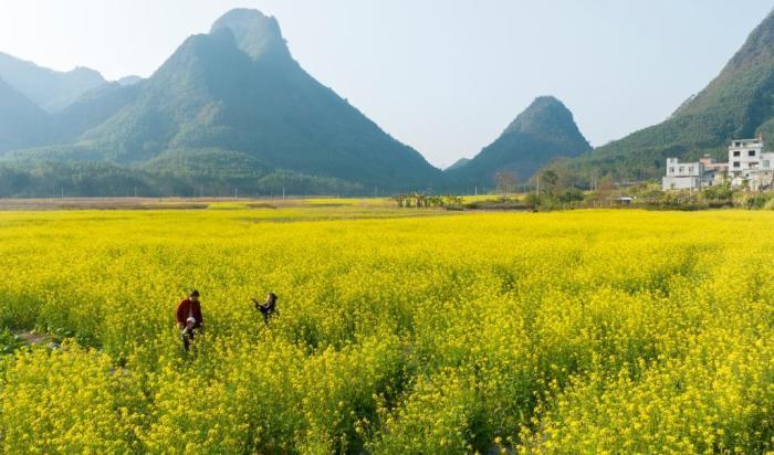 廣西南寧油菜花開(kāi)扮靚鄉(xiāng)村