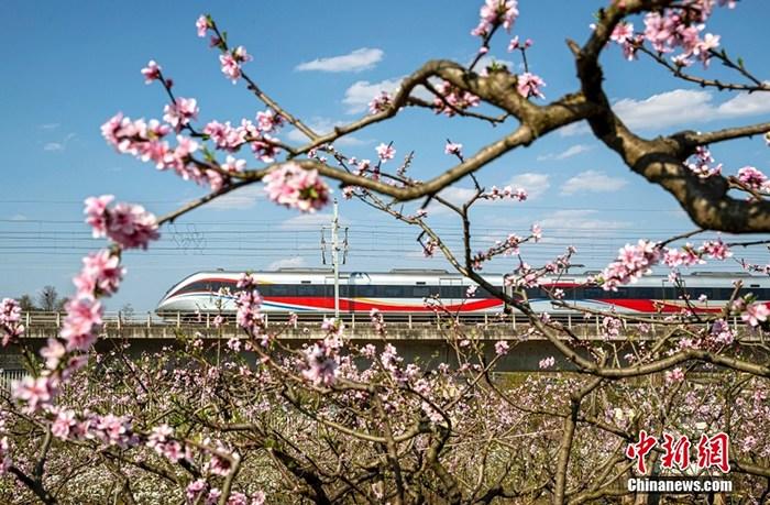 貴州黔西：春日列車花間行