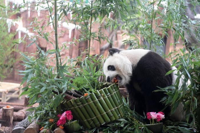 濟(jì)南動物園大熊貓“華奧”迎來17歲生日