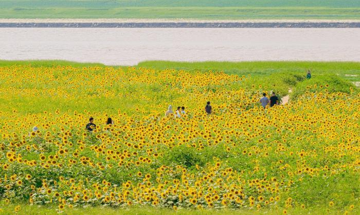 黃河岸邊葵花花海引客來