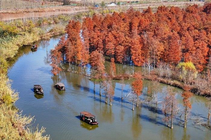 航拍南京池杉湖濕地